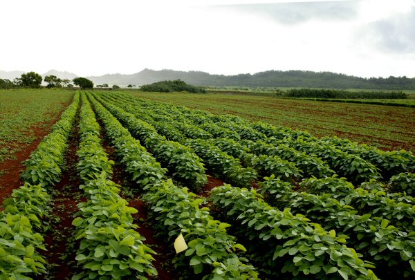 Departamentos da SDA contribuíram para questões importantes da agricultura brasileira