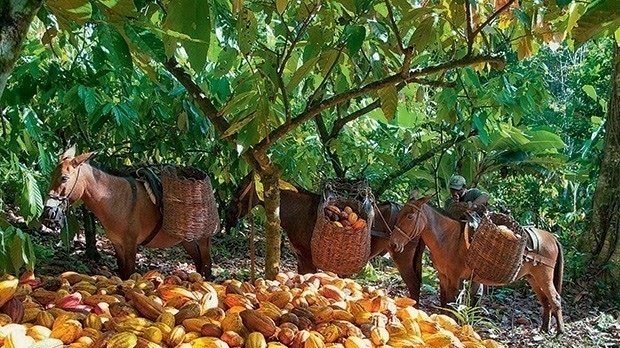 Governo estuda reduzir taxa de juros para financiar a próxima safra